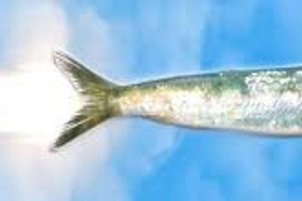 La Sardine
